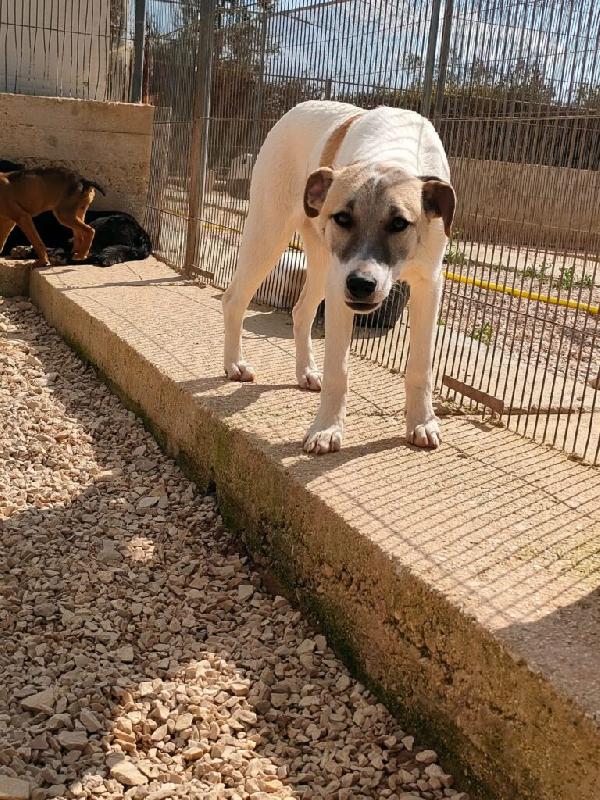 Astra - Nato/a il: Agosto 2025 Razza: Meticcio simil lupoide Taglia: Media Peso: da adulta 20-23 kg Carattere: Dolce, buona Foto 5